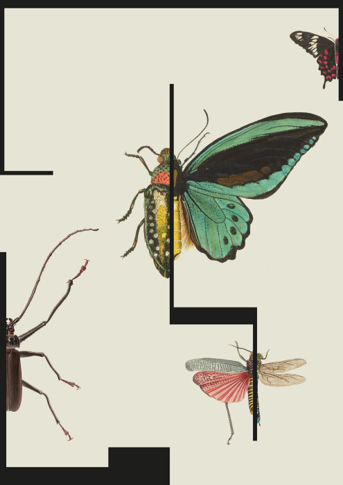 Insektenwissen_Keyvisual_Plakat 2